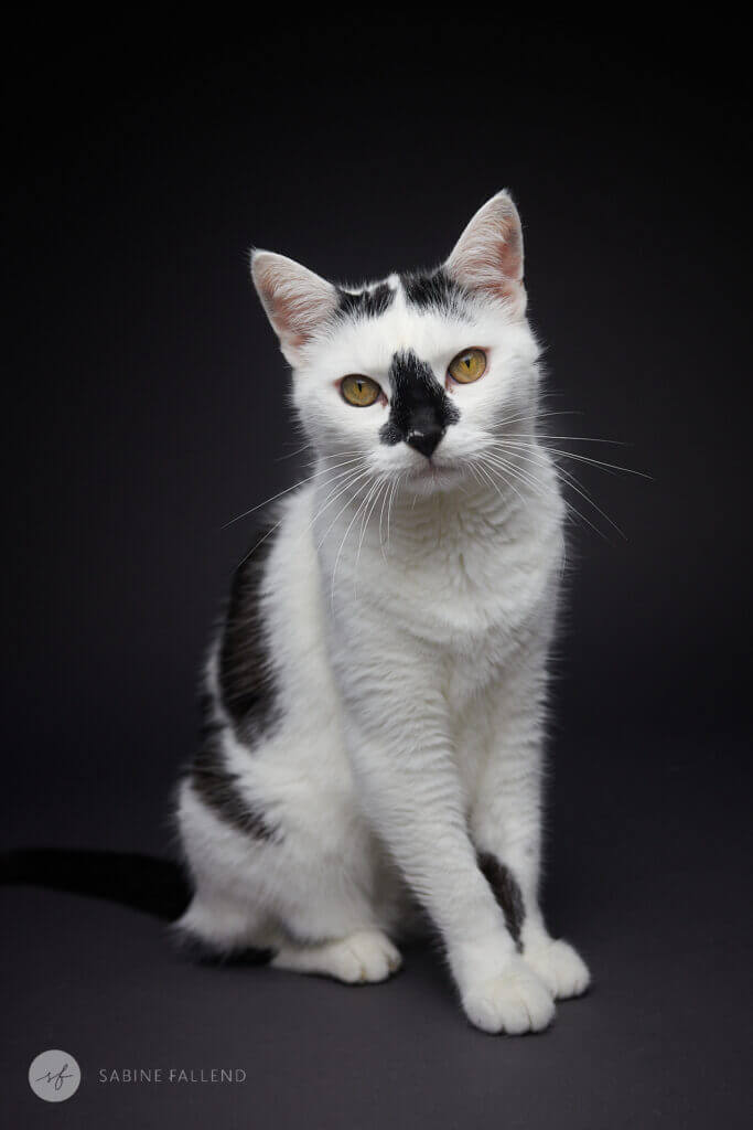 Katze