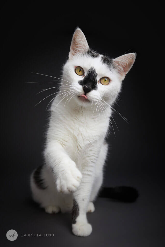 Katze