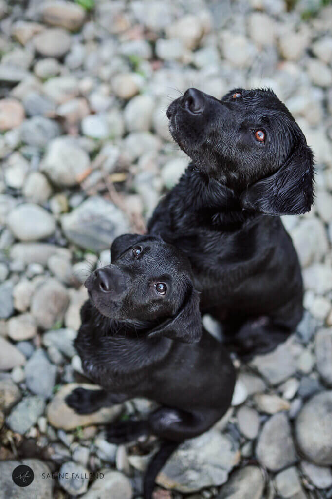 Hunde