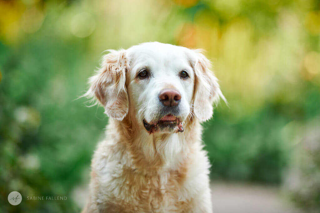 Hund