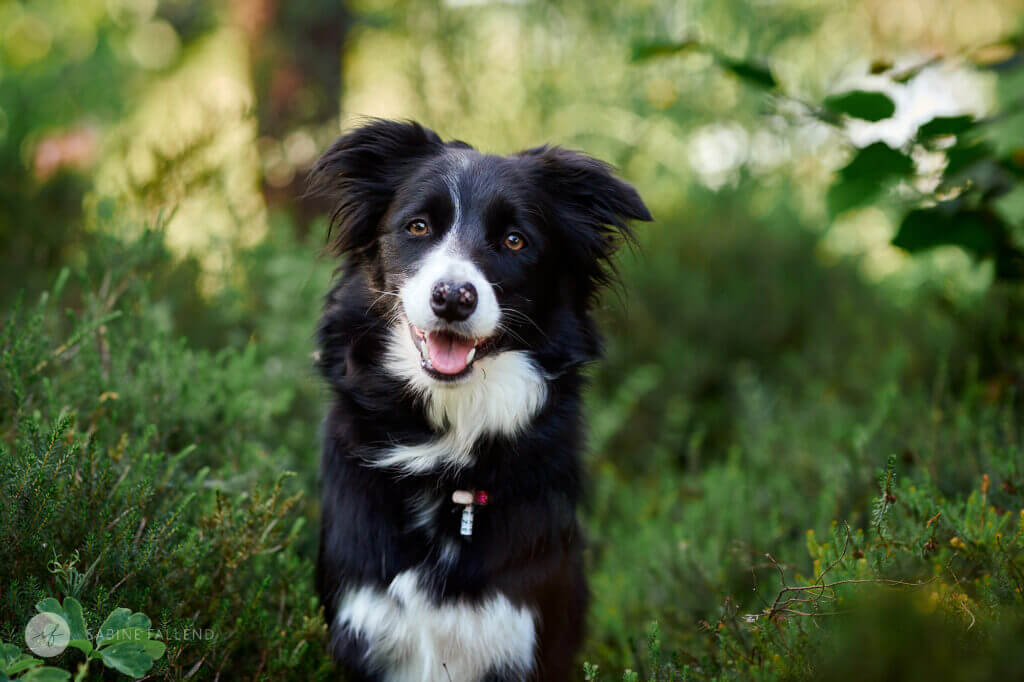Hund