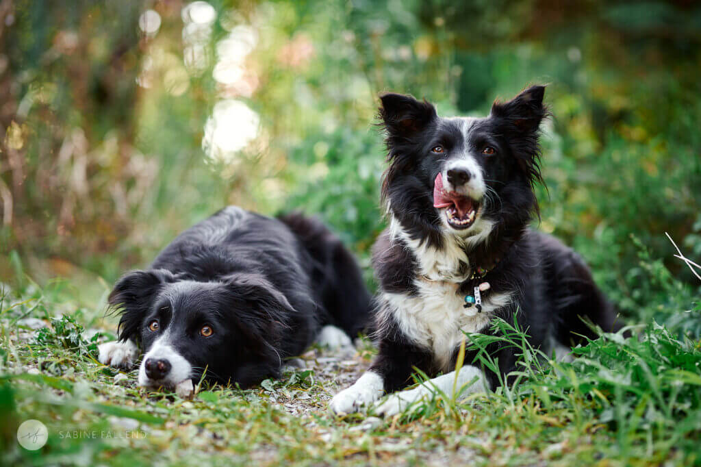 Hunde