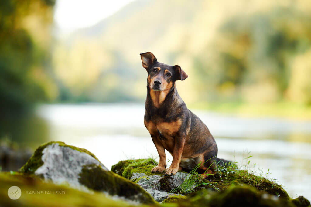 Hund