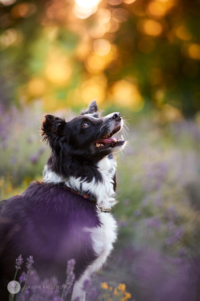 Hund