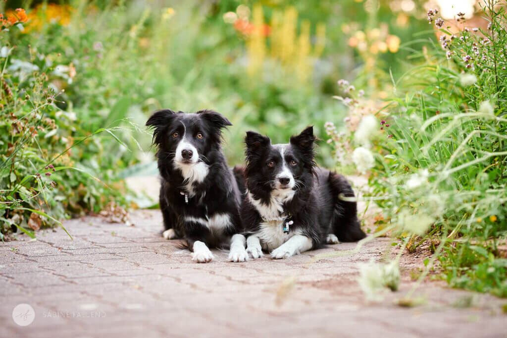 Hunde