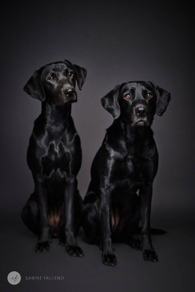 Hunde