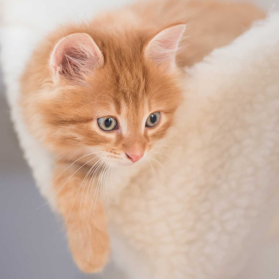 Kitten