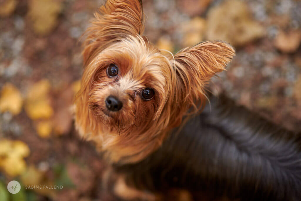 Hund