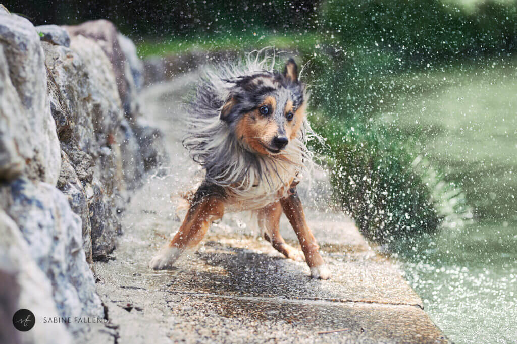 Hund