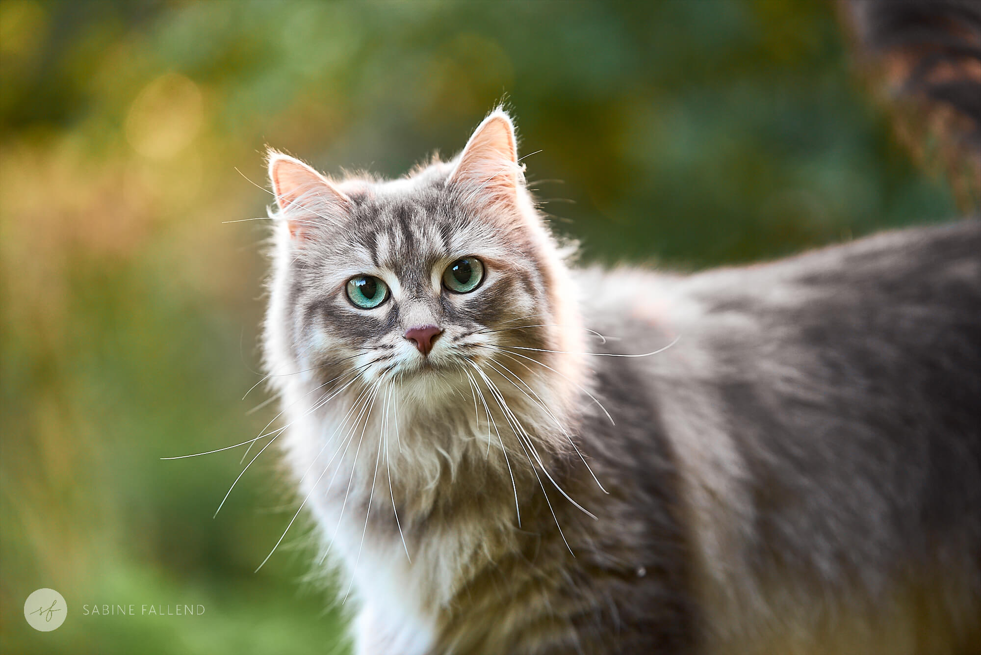 Katze Portraitfoto Katze Portraitfoto