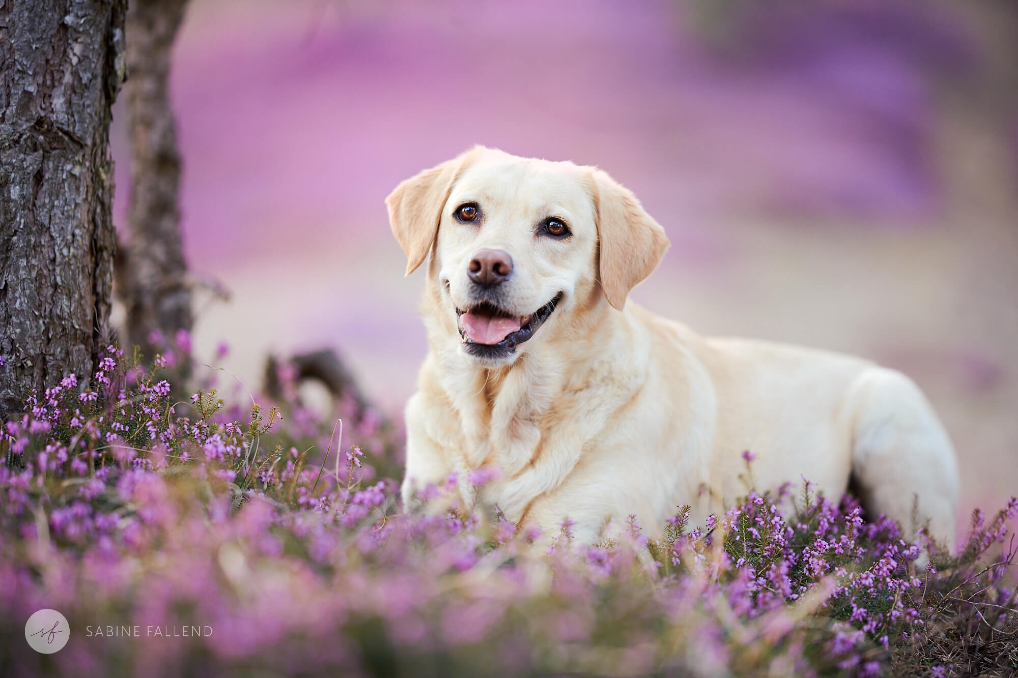 Hund