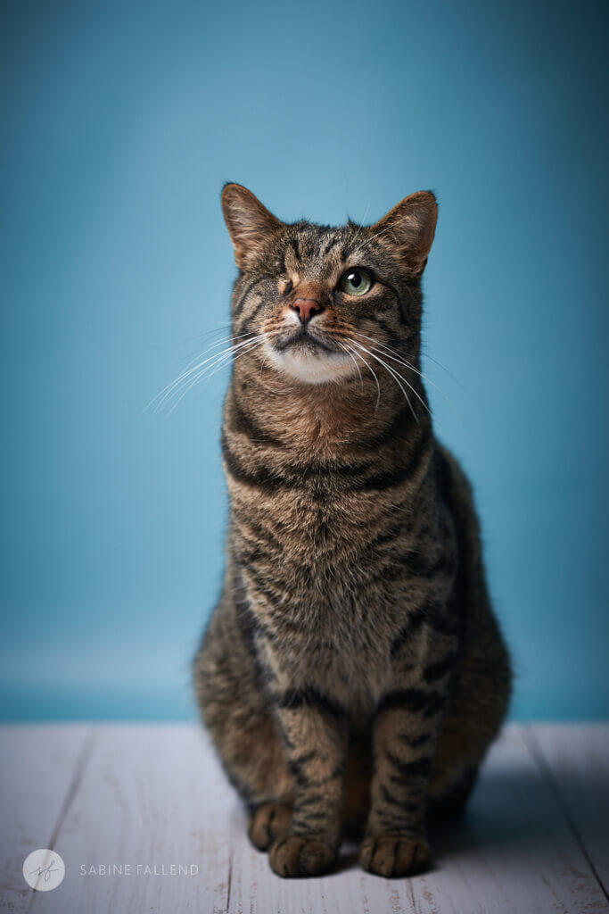 Katze
