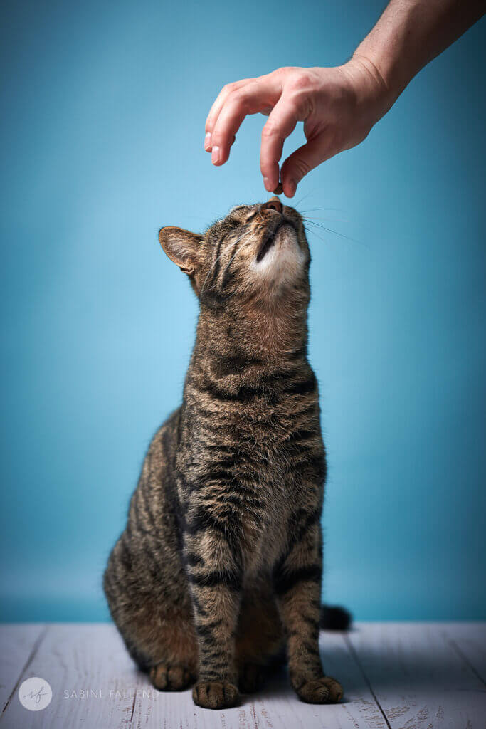 Katze