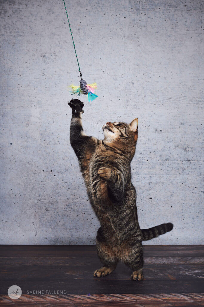 Katze