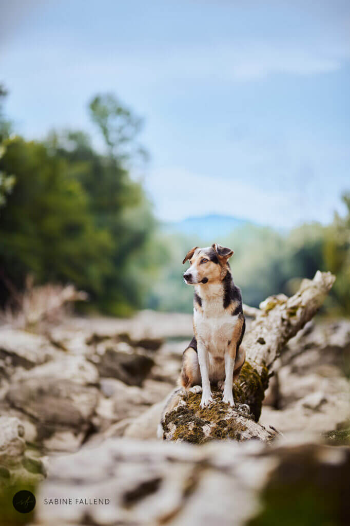 Hund