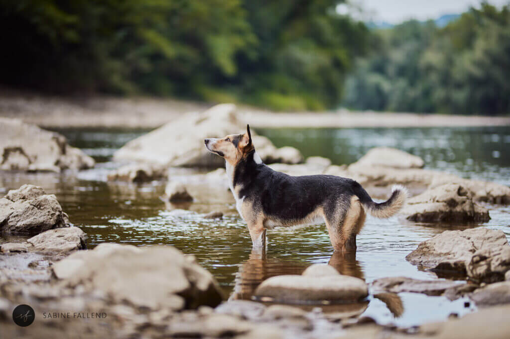 Hund