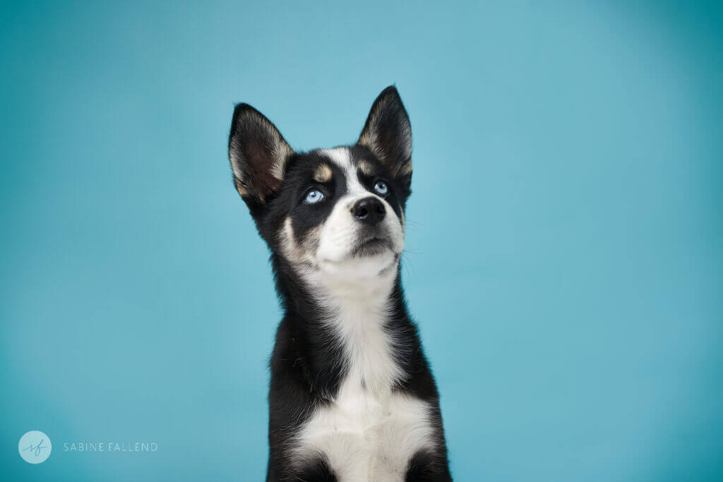 Hundewelpe