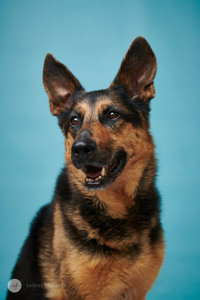 Hund