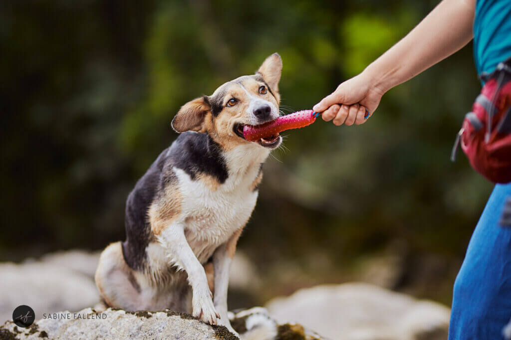 Hund