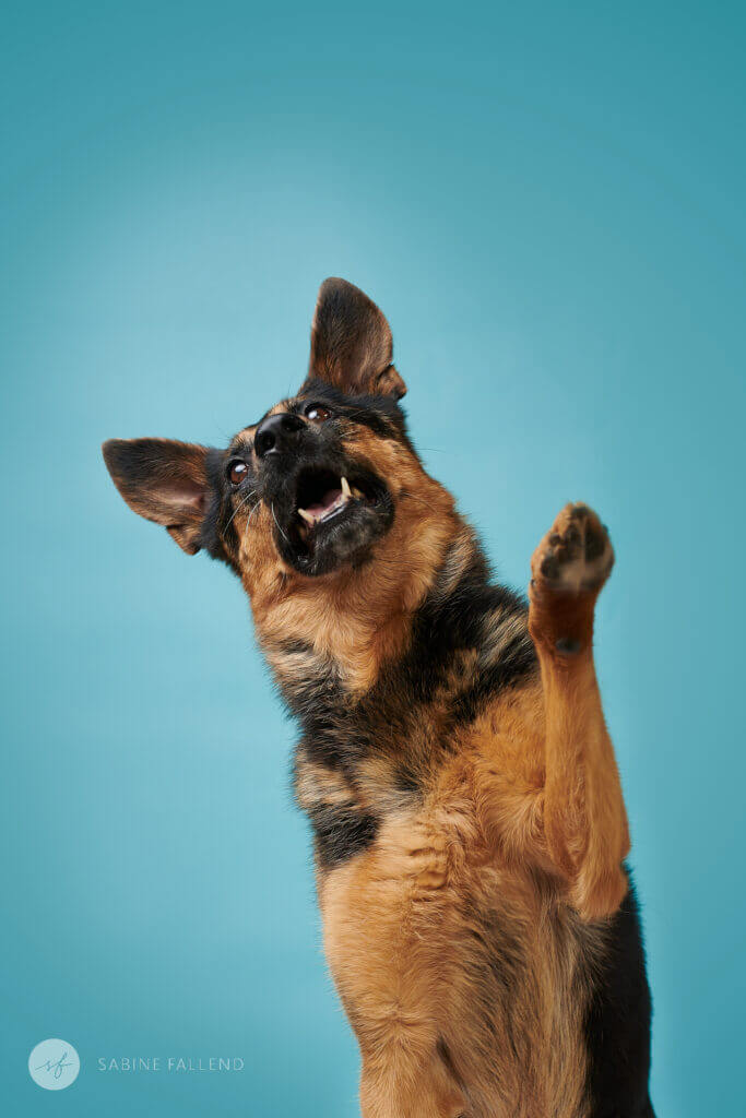 Hund
