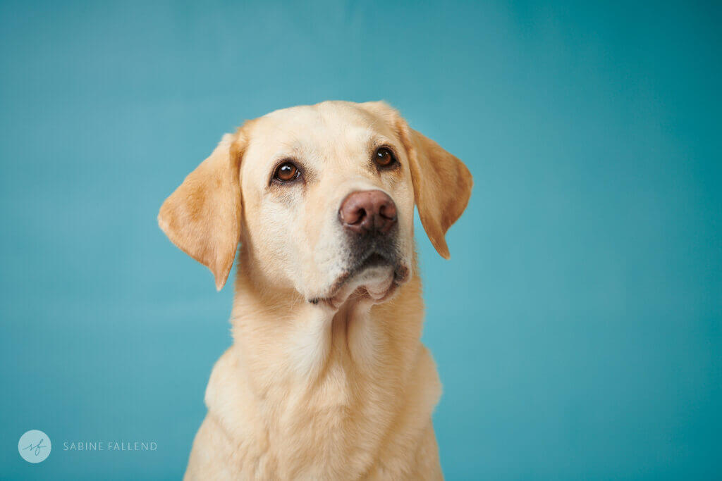 Hund