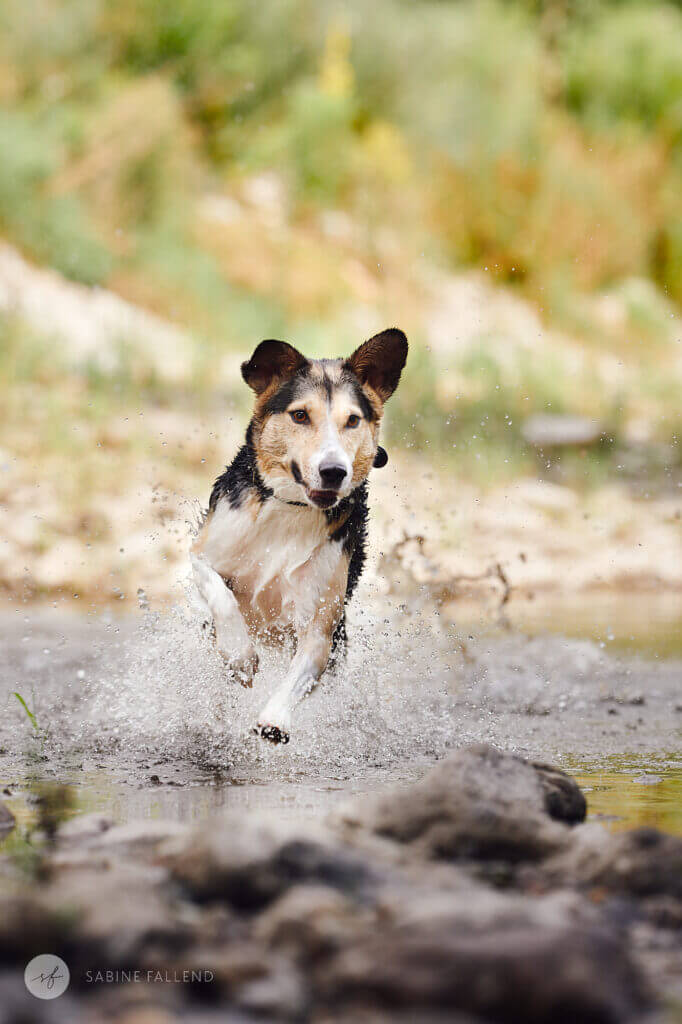 Hund
