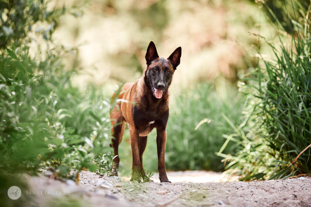 Hund