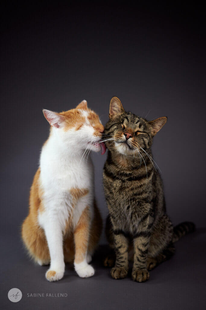 Katzen