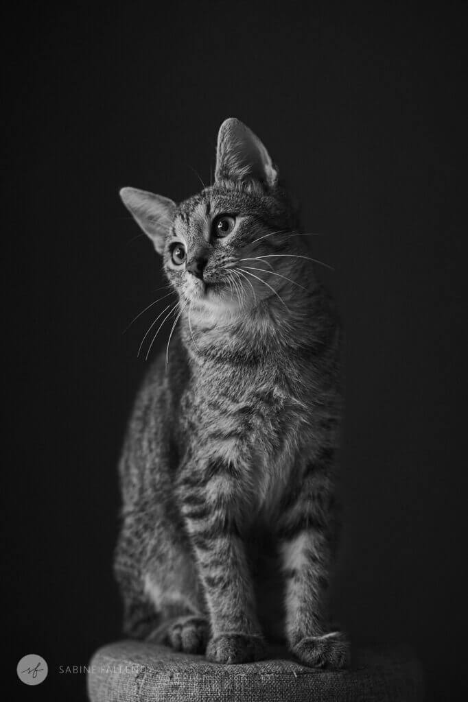 Katze