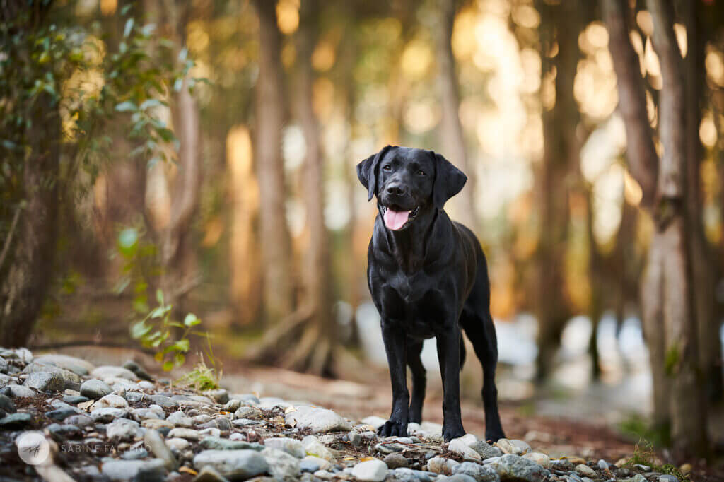 Hund