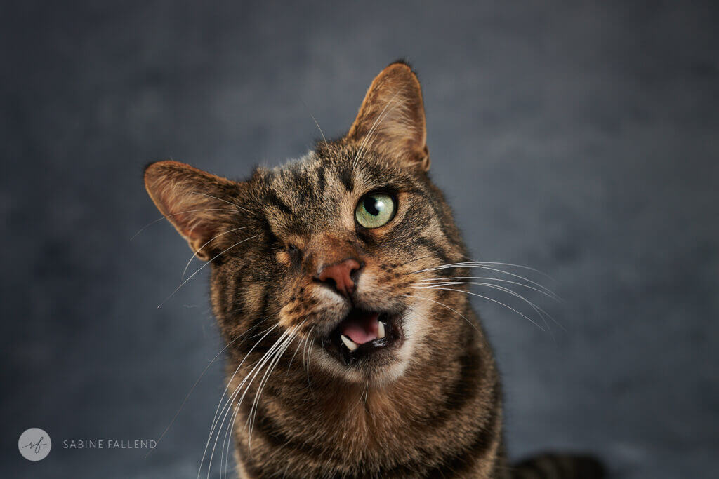 Katze