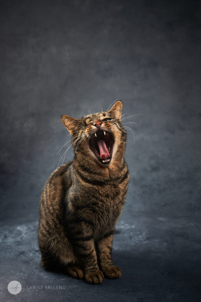Katze
