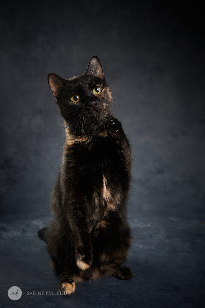 Katze