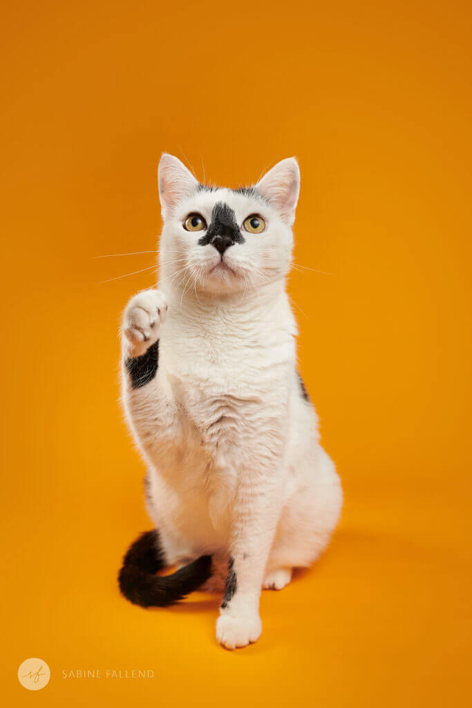 Katze