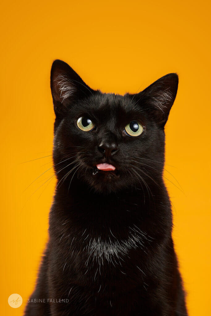 Katze