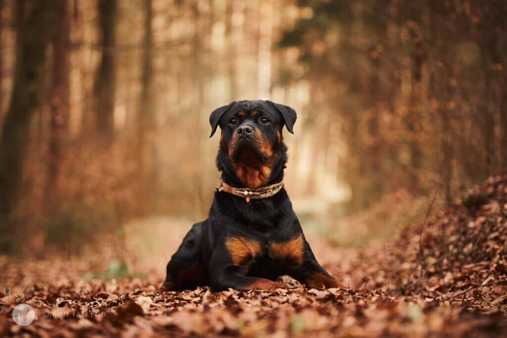 Hund