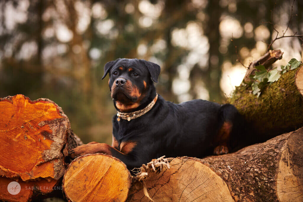 Hund
