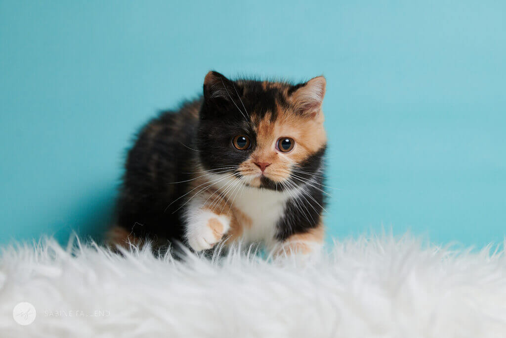 Katzenbaby