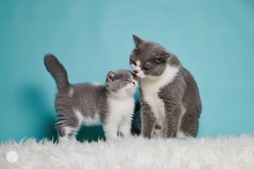 Katze mit Baby