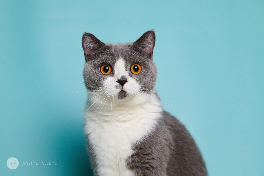 Katze