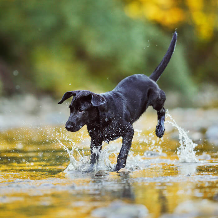 Hundewelpe im Wasser