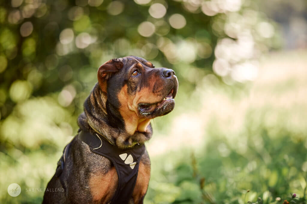Tierschutzhund