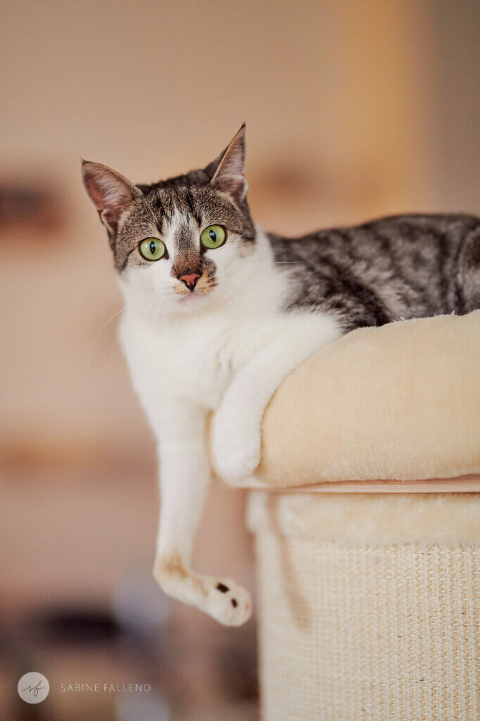 Handicat