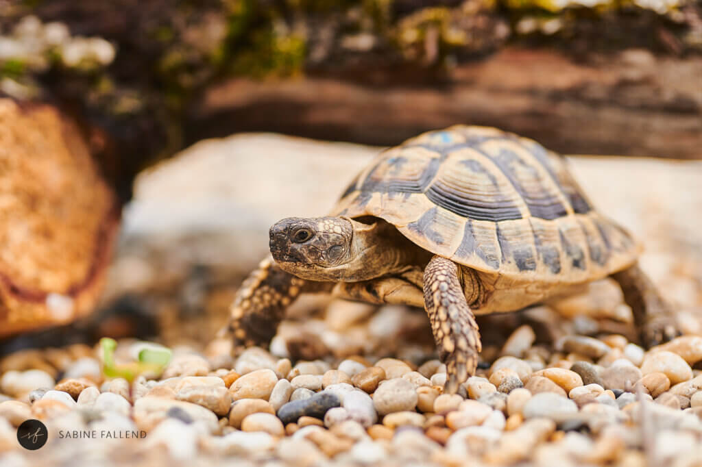 Schildkröte