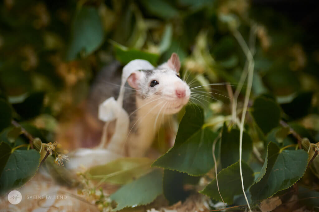 Tierschutz Ratte