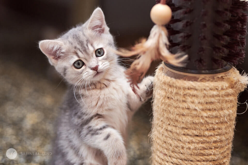 Tierschutzkatze