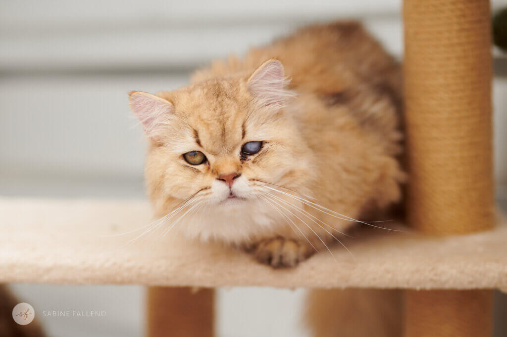 Tierschutzkatze