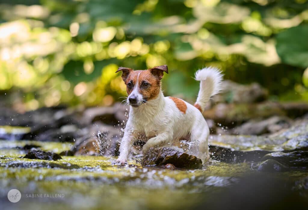Hund im Wasser