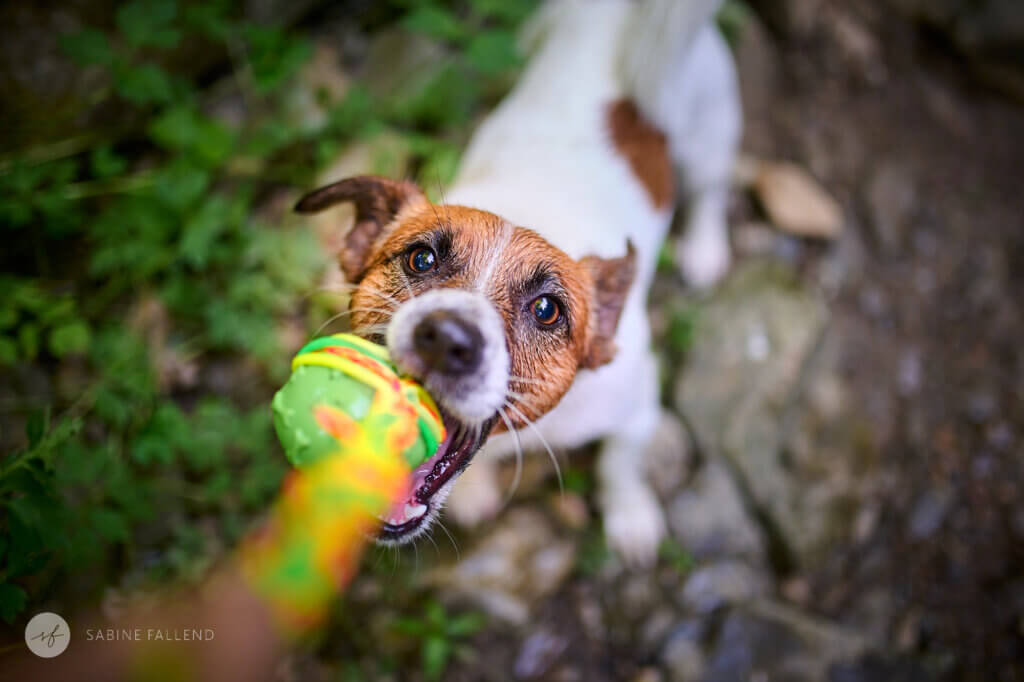Hund spielt
