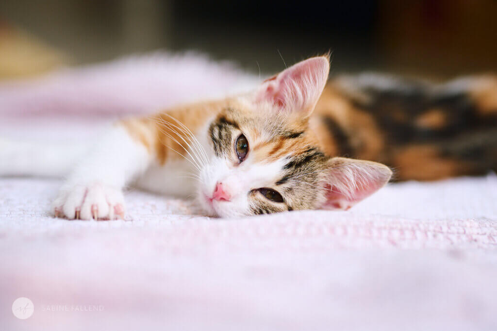 Tierschutzkatze